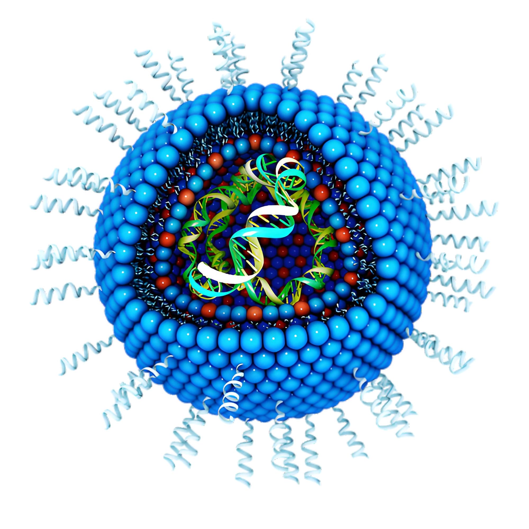 负载lncRNA的LNP纳米粒