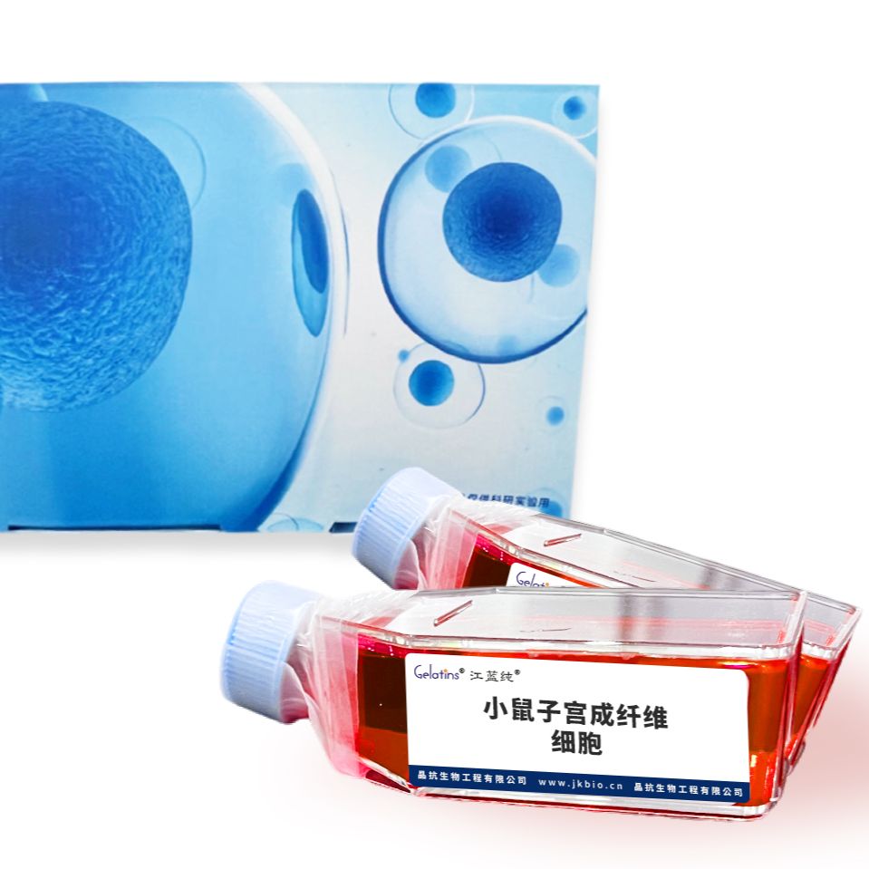 小鼠子宫成纤维细胞
