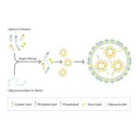 负载microRNA-146b的LNP纳米粒