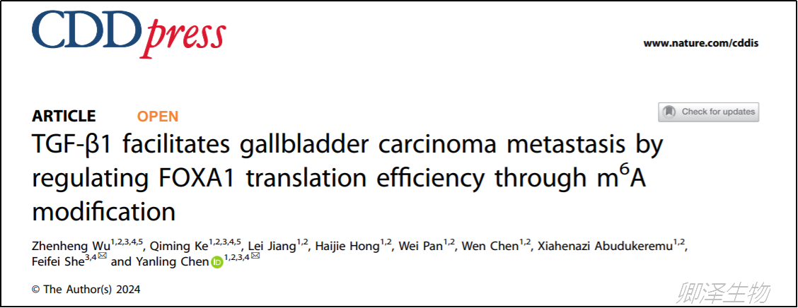 客户文章 | Polysome技术助力揭示胆囊癌中TGF-β1/FOXA1轴的作用机制