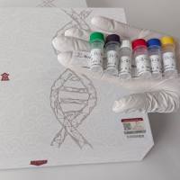 Radic aconiti kusnezoffii preparata制草乌PCR鉴定试剂盒