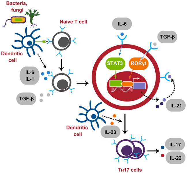 Elabscience探索Th17细胞：分化、功能及检测鉴定方法 - 企业动态 - 丁香通