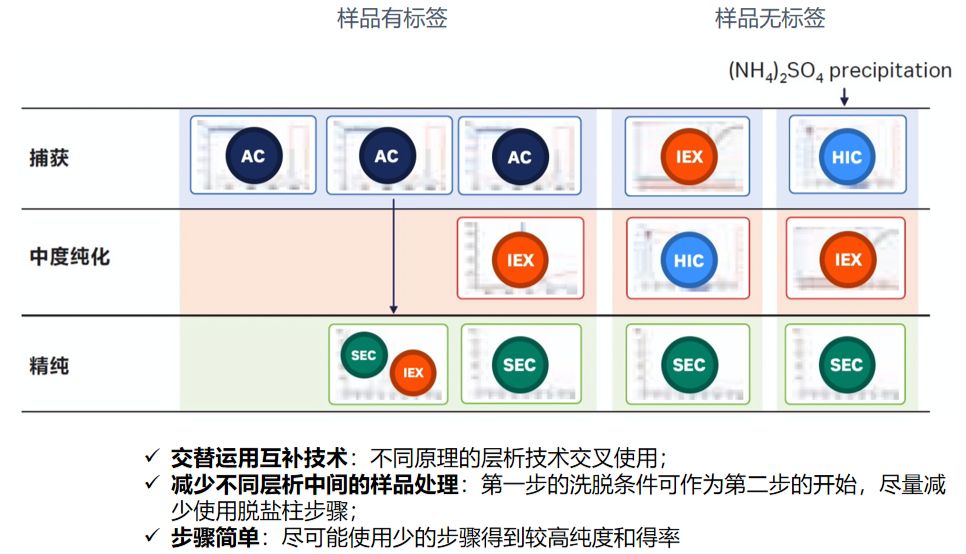 蛋白纯化小白入门总集篇！手把手教你如何设计纯化实验