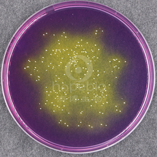 溴甲FEN紫平板计数琼脂培养基（BCP）