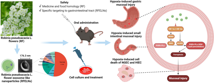 植物外泌体 植物外泌体