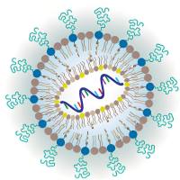 阳离子性质的N,N-二甲氨基丙胺胆固醇酰胺修饰负载siRNA的脂质纳米颗粒