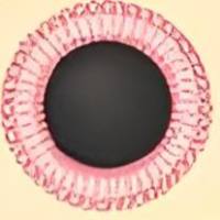 红细胞膜(RBC)包裹黑磷量子点(PQDs)