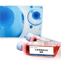 大鼠颈静脉内皮细胞