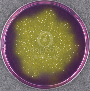 溴甲FEN紫平板计数琼脂培养基（BCP）