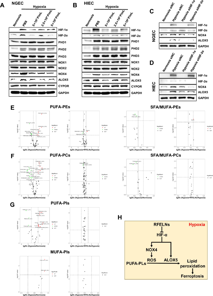 铁死亡检测 铁死亡检测
