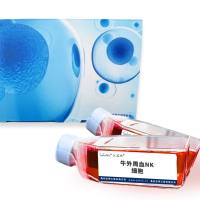 牛外周血NK细胞