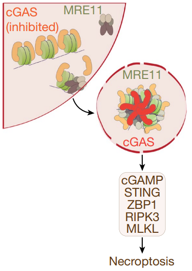 细胞死亡的双刃剑：坏死性凋亡在癌症治疗中的新希望-企业动态-丁香通