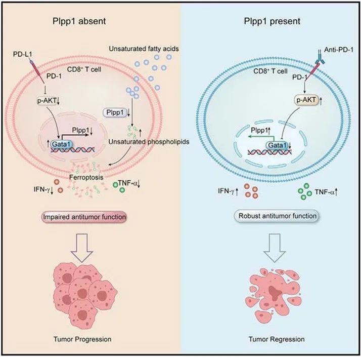 【Biorbyt文献】IF=25.5 CD8+T细胞“抗肿瘤功能”的新机制