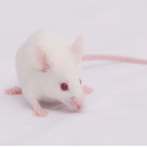 动物造模丨先天性白内障动物模型