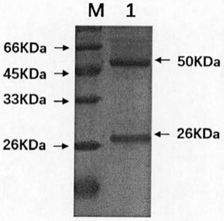 500μg，禽支原体单克隆抗体，禽支原体抗体