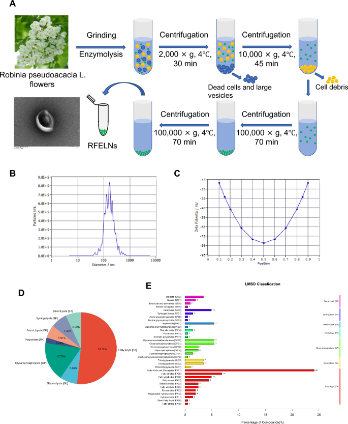 植物外泌体 植物外泌体