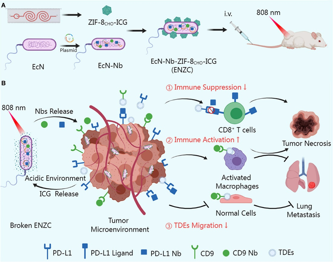 外泌体技术服务 外泌体技术服务