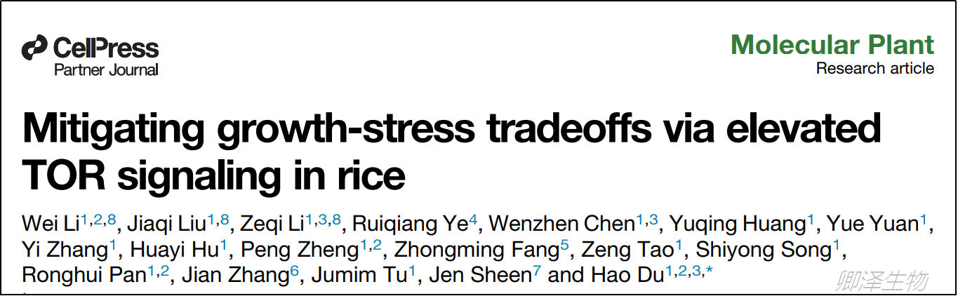 Mol Plant. | Polysome-seq技术助力揭示水稻节水节肥新机制