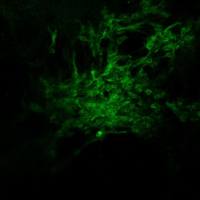 猪A 型塞内卡病毒 VP3 蛋白单抗(SVA-VP3)单克隆抗体