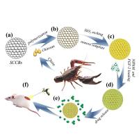 负载髓鞘抑制蛋白1（LINGO-1）的壳聚糖 (CS)纳米粒