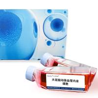 大鼠脑动脉血管内皮细胞