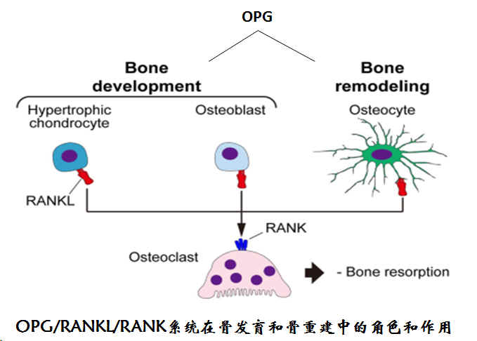 重组OPG、RANKL--研究骨疾病的2个重要蛋白_企业动态_丁香通