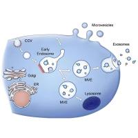 脂肪间充质干细胞(AMSCs)外泌体被CREKA修饰