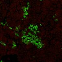 猪副流感病毒5型NP蛋白单克隆抗体