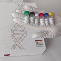 牛可溶性凋亡相关因子(sFAS/sAPO-1)酶联免疫试剂盒