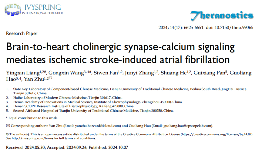 脑-心胆碱能突触-钙信号传导介导缺血性卒中诱发房颤