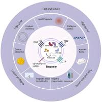 293细胞来源的外泌体包裹IL-10 mRNA