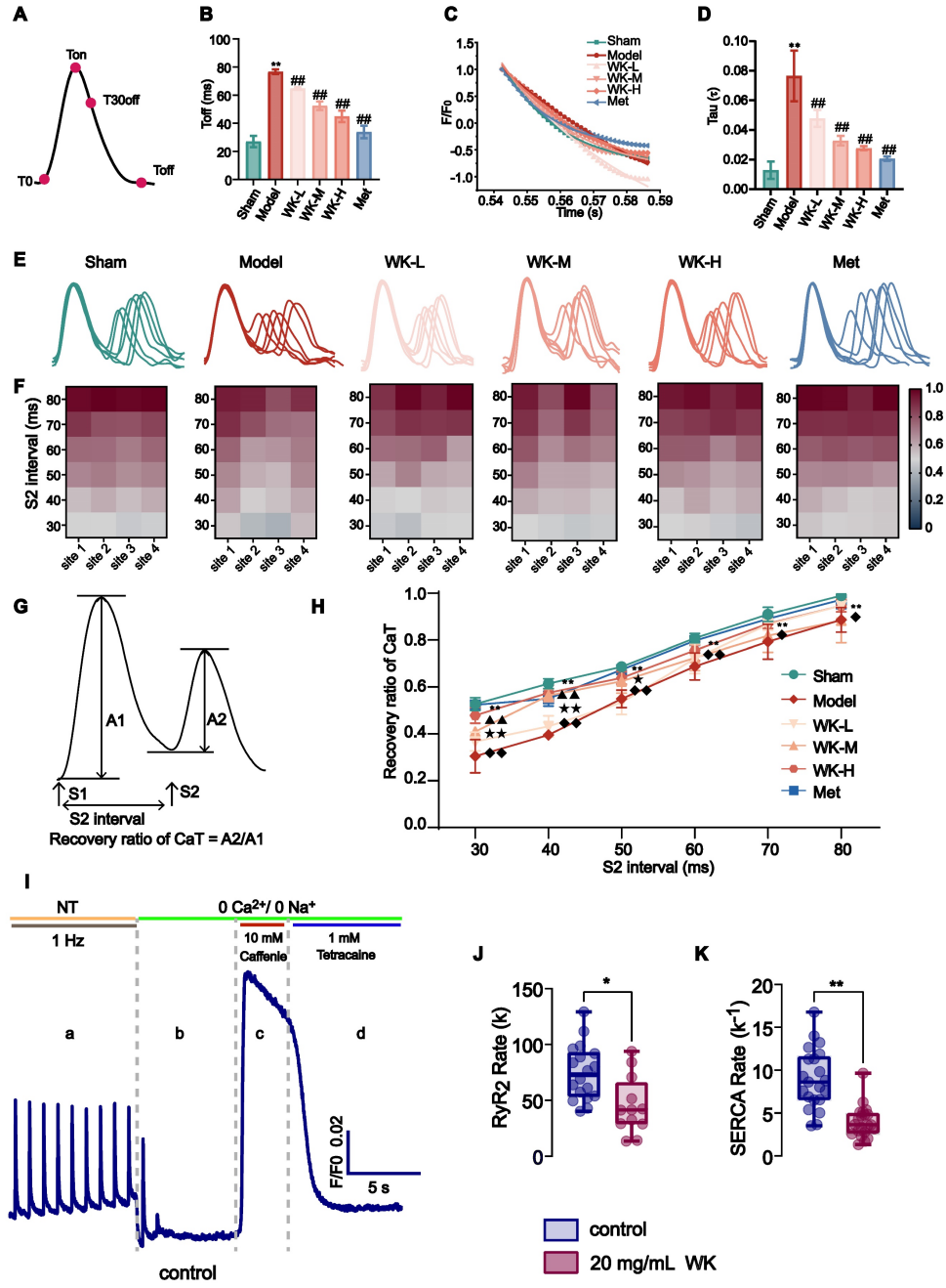 脑-心胆碱能突触-钙信号传导介导缺血性卒中诱发房颤