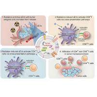 间充质干细胞来源的外泌体包裹miRNA-124a