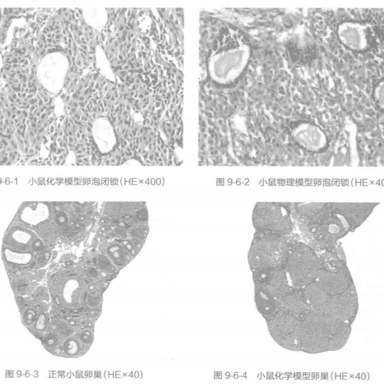 动物造模丨卵巢早衰动物模型