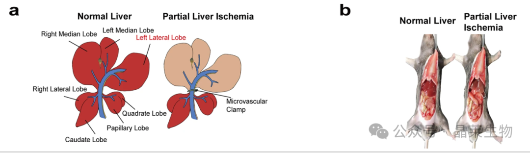 1730102610275147.png 640_wx_fmt=png&from=appmsg (1).png