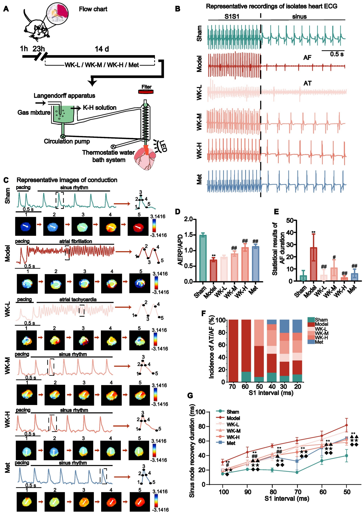 脑-心胆碱能突触-钙信号传导介导缺血性卒中诱发房颤