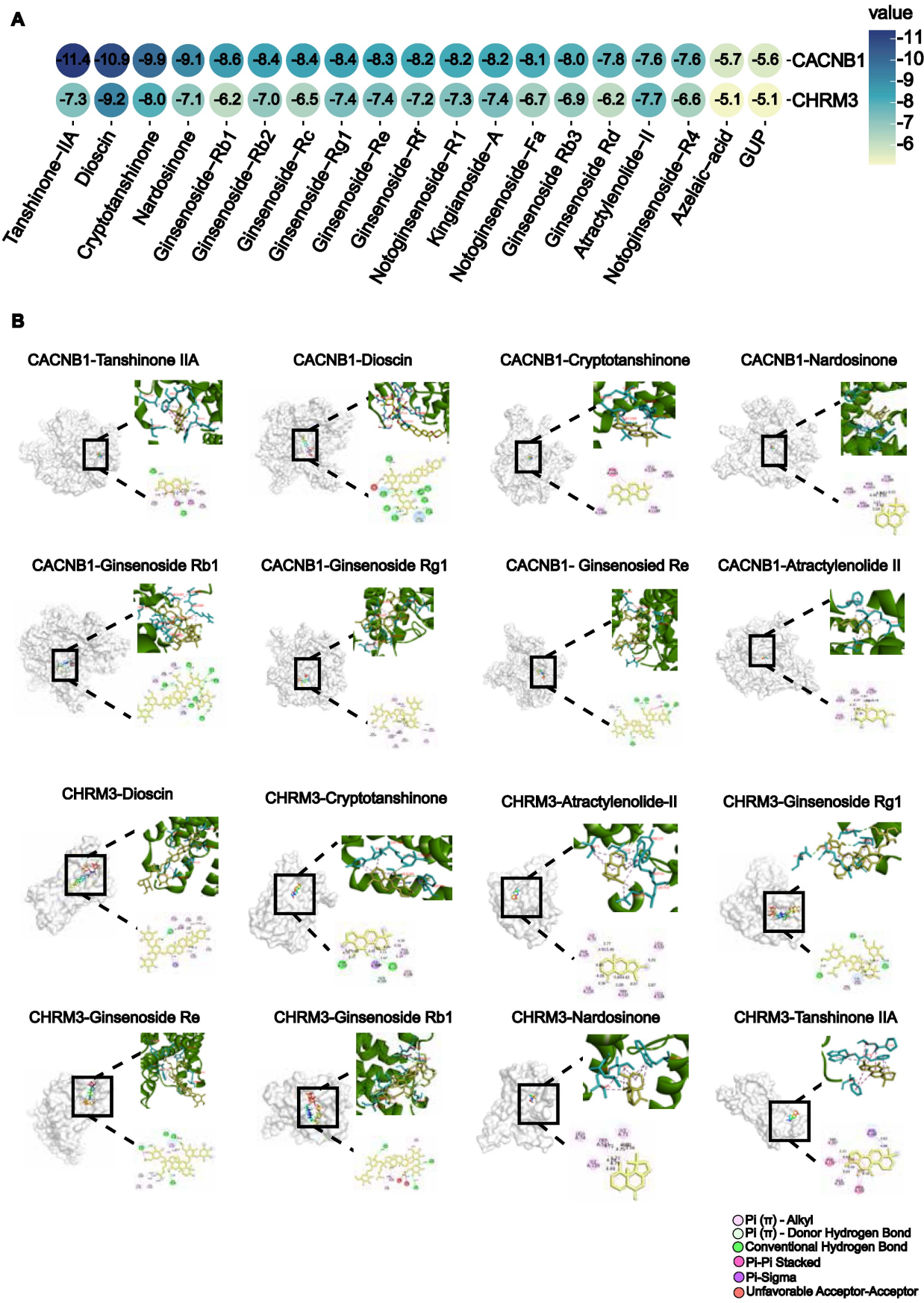 脑-心胆碱能突触-钙信号传导介导缺血性卒中诱发房颤