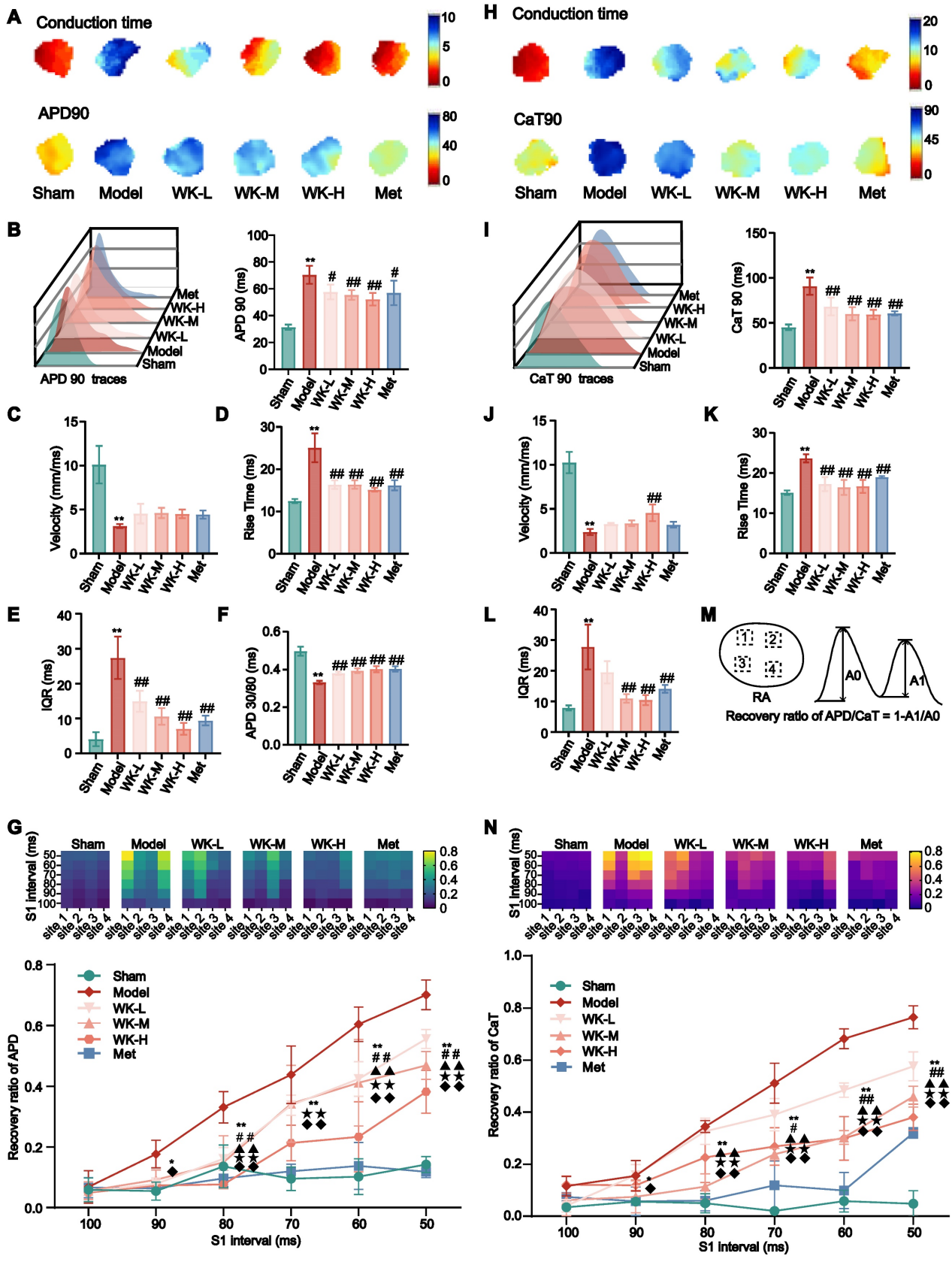 脑-心胆碱能突触-钙信号传导介导缺血性卒中诱发房颤