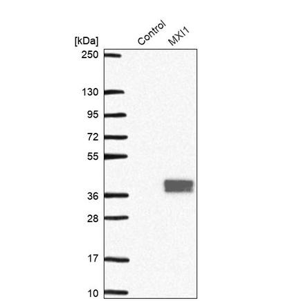 Anti-MXI1 Antibody.png