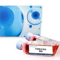 牛脾脏中性粒细胞