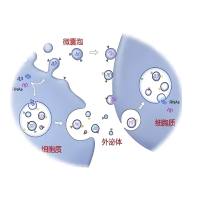 负载 siBcr-Abl的HEK293 细胞外泌体被Lamp2b-IL3 修饰