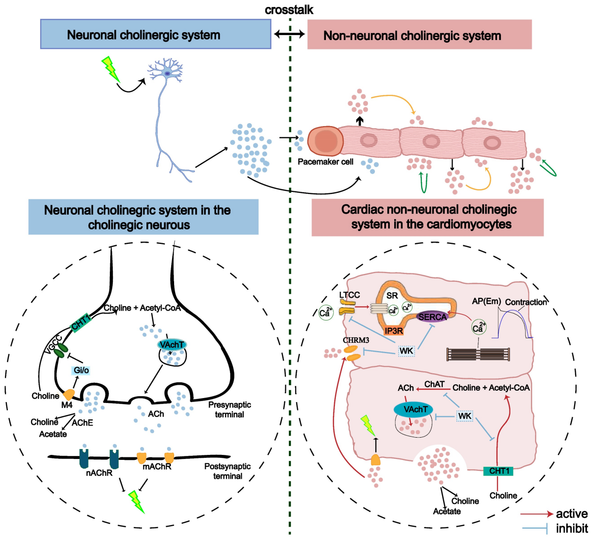 脑-心胆碱能突触-钙信号传导介导缺血性卒中诱发房颤