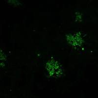 盖塔病毒E2蛋白单克隆抗体