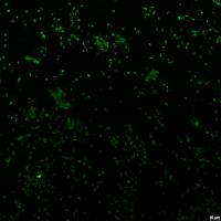 猪德尔塔冠状病毒（PDCoV)单抗