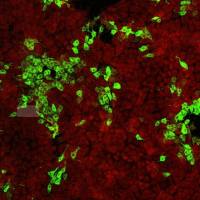 猪瘟病毒E2蛋白单克隆抗体（单抗）