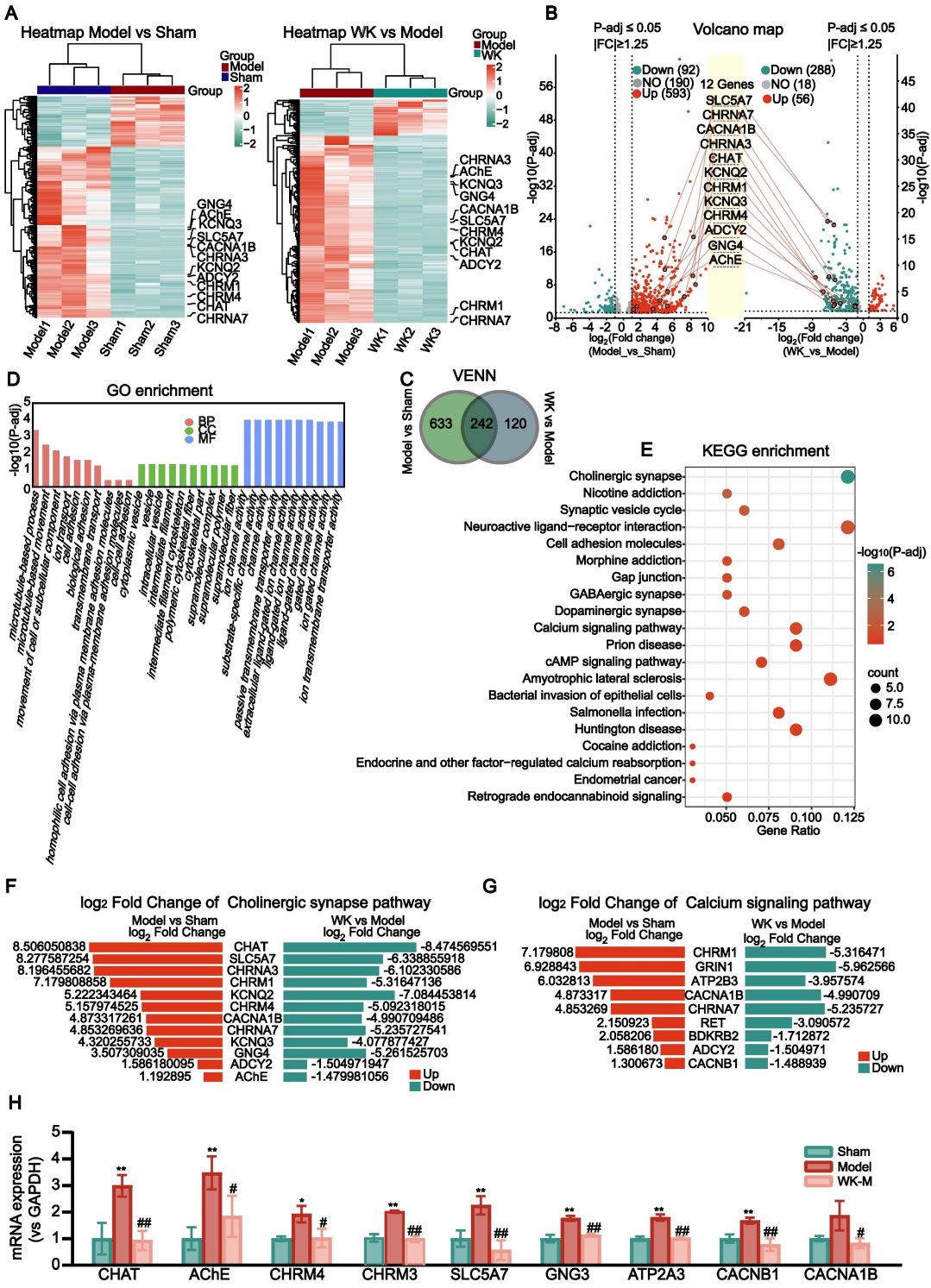 脑-心胆碱能突触-钙信号传导介导缺血性卒中诱发房颤