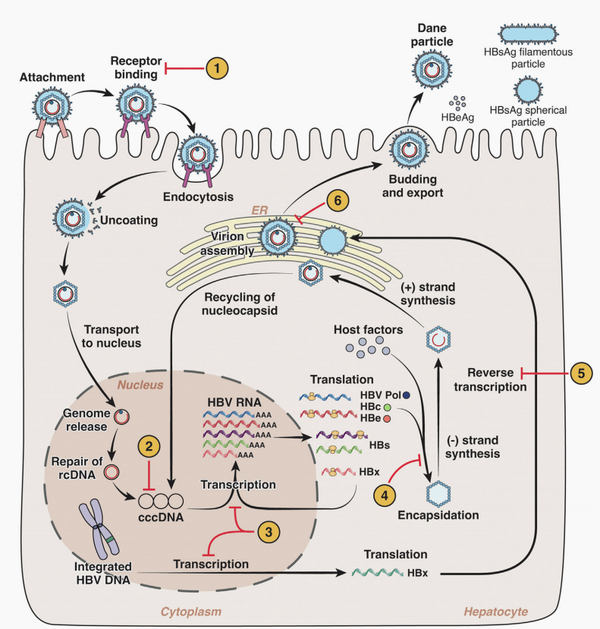 【乙肝造模AAV】慢性乙型肝炎病毒感染的最佳管理实践和长期治愈前景