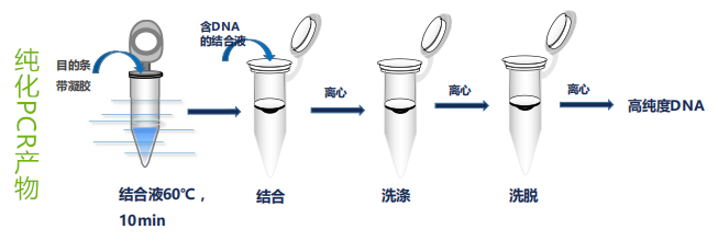 pLV3-4×NFAT-IL-2-Luc2-EGFP-Pur