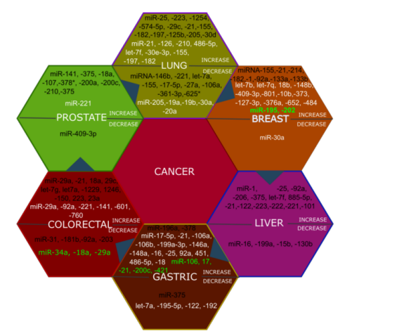 摘获2024诺贝尔奖!miRNA何以站上基因调控C位?