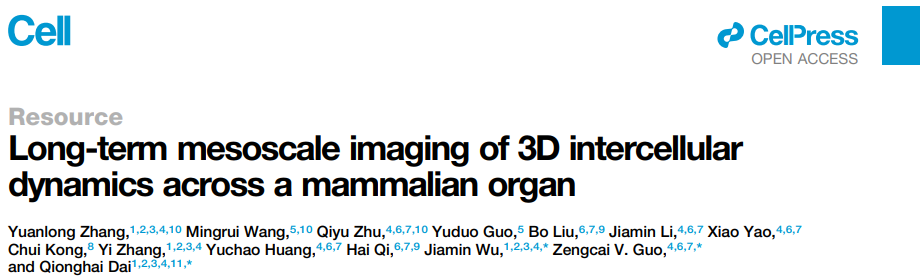 《Cell》：“看穿”大脑！新型超级显微镜结合活体颅骨透明技术获得大视场高分辨脑结构！